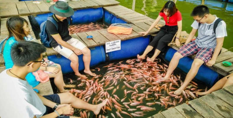 ماهی درمانی 