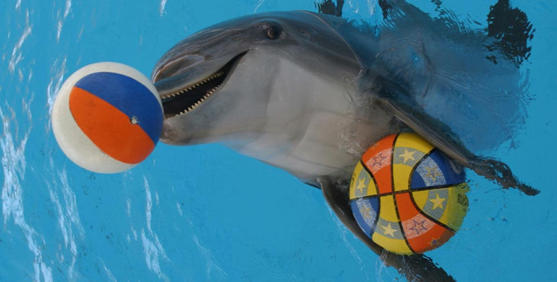 پارک دلفین کیش