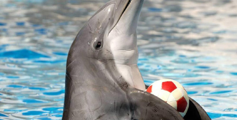 پارک دلفین کیش