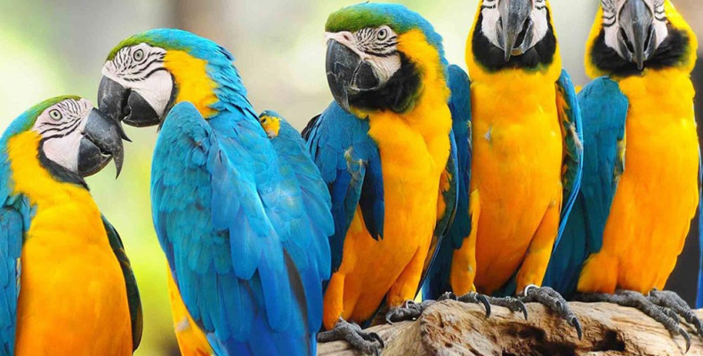 باغ پرندگان