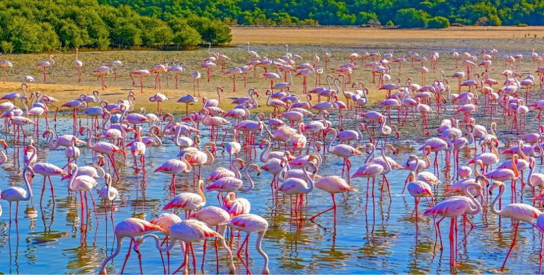 حیات وحش راس الخور