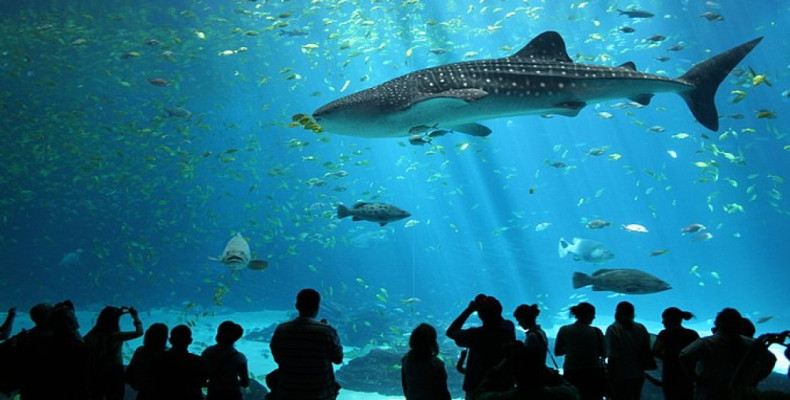 آکواریوم سی لایف استانبول