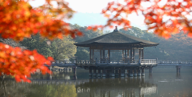 نارا در پاییز؛ تجربه برگ‌های پاییزی در قلب فرهنگ ژاپن