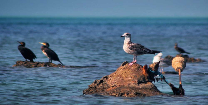 تماشای پرندگان دریایی در لاوان