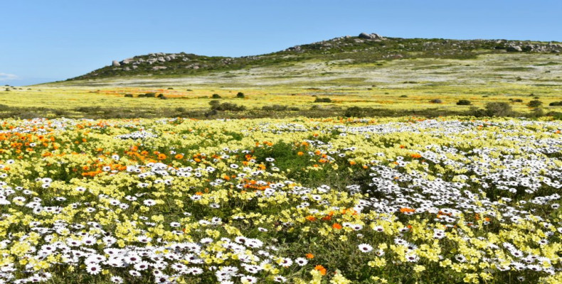 بهار خارج از ایران کجا بریم؟  کیپ‌تاون، آفریقای جنوبی