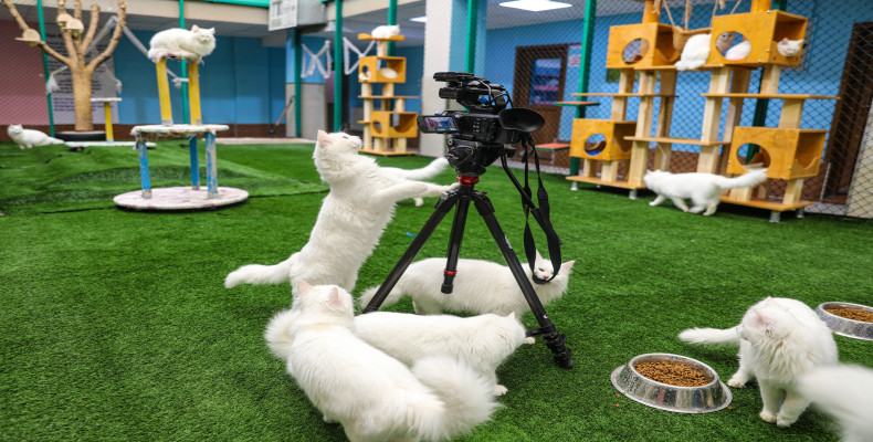 جاهای دیدنی وان ترکیه؛ خانه گربه‌های وان