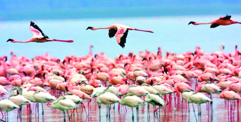 جزیره آشوراده مکانی برای پرندگان مهاجر و از جاهای دیدنی بندر ترکمن