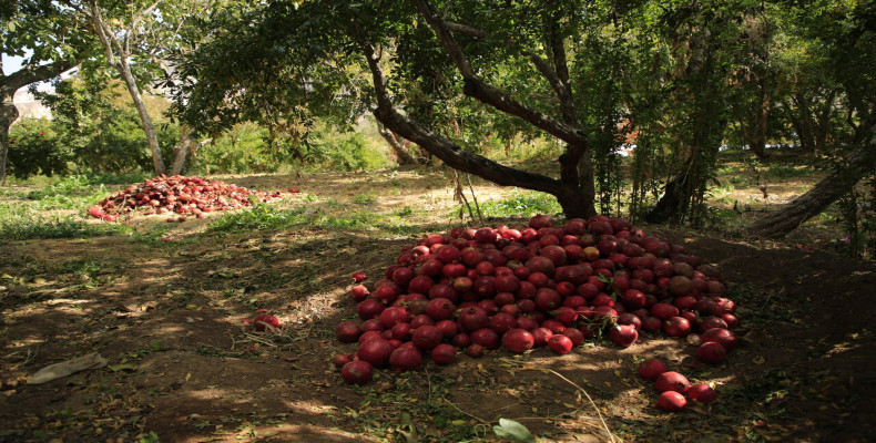 باغ‌های انار و پسته بافق