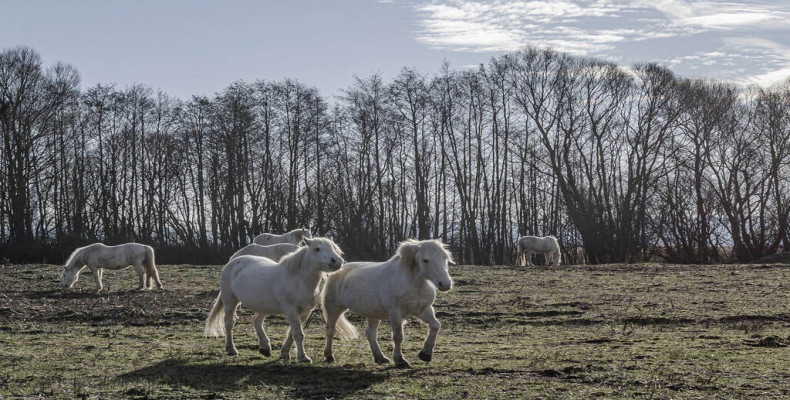 منطقه حفاظت‌شده کامارگ؛ بهشت اسب‌های سفید و فلامینگوها