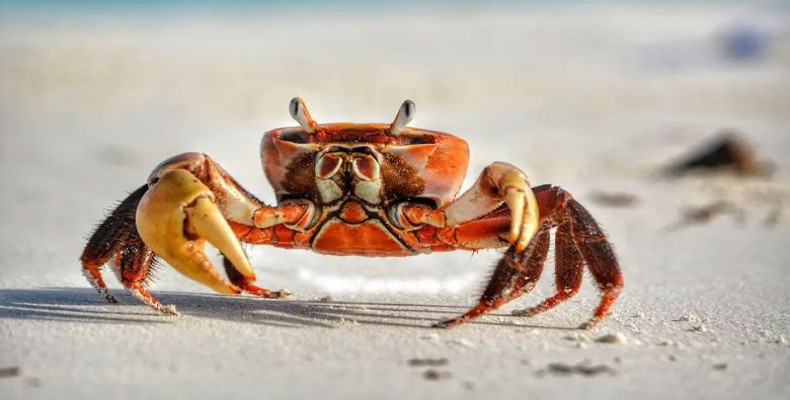 صخره خرچنگ ها کجاست؟