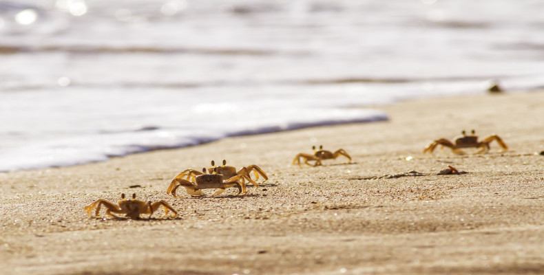 زمان بازدید از خرچنگ ها