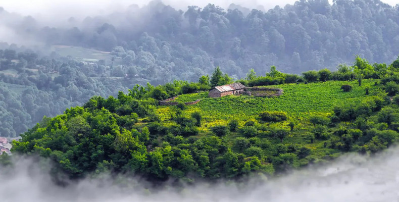 چشم‌انداز جنگل‌های اطراف فیلبند