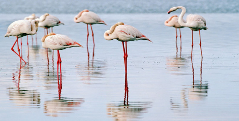 پوشش جانوری تالاب شادگان