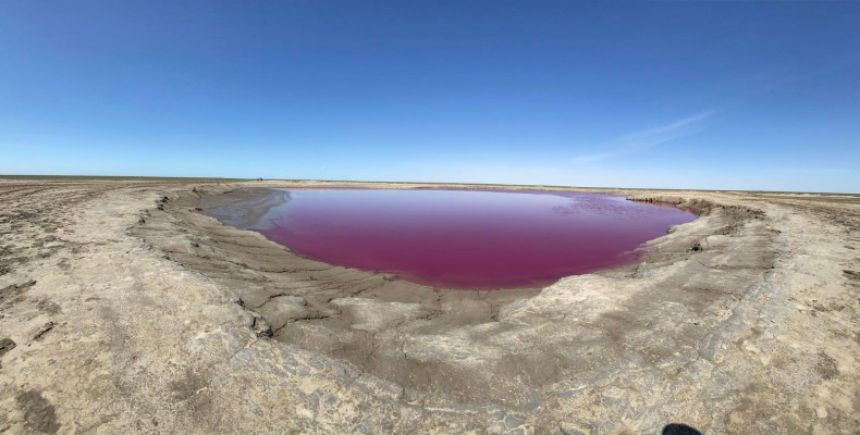 گل فشان نفتلیجه صورتی در بندر ترکمن