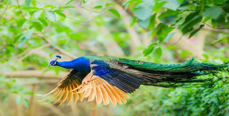 باغ پرندگان از جاهای رمانتیک اصفهان