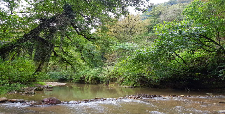 طبیعت زیبای جنگل پلنگ ‌دره