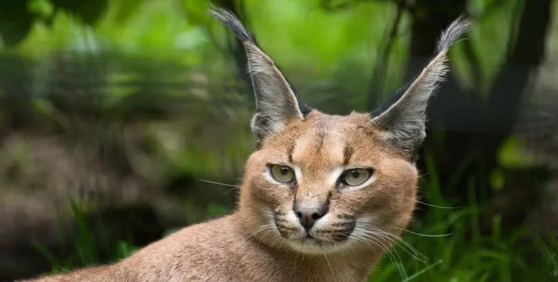 پوشش جانوری آبشار لوشکی گیلان و سیاه گوش