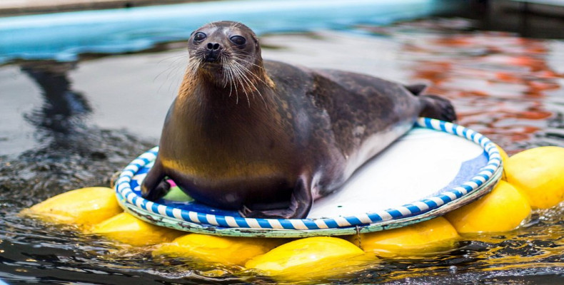 آکواریوم مورمانسک