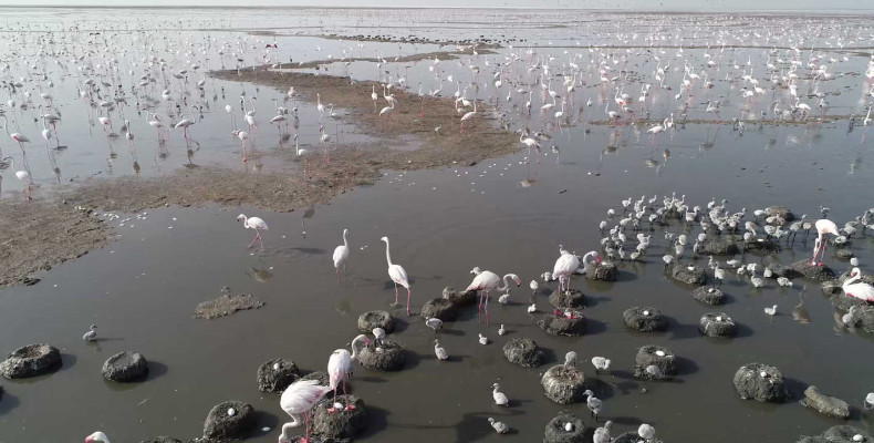 پناهگاه حیات وحش شادگان