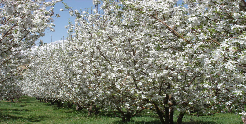 باغ های سیب و شکوفه های درخت ها در ارومیه