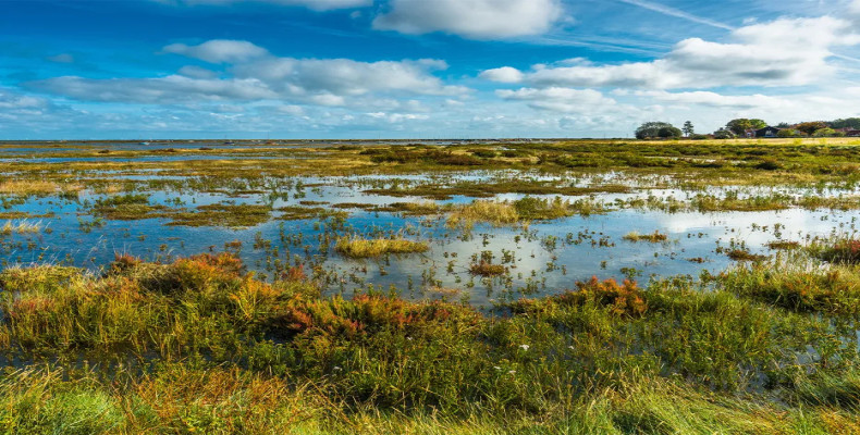 پوشش گیاهی تالاب شادگان