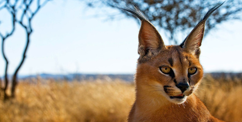 پوشش جانوری کویر کاراکال