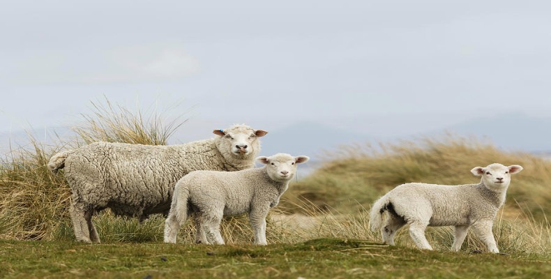 جزایر فالکلند؛ سرزمین گوسفندان