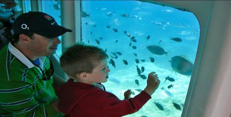 کشتی طوطیا کیش