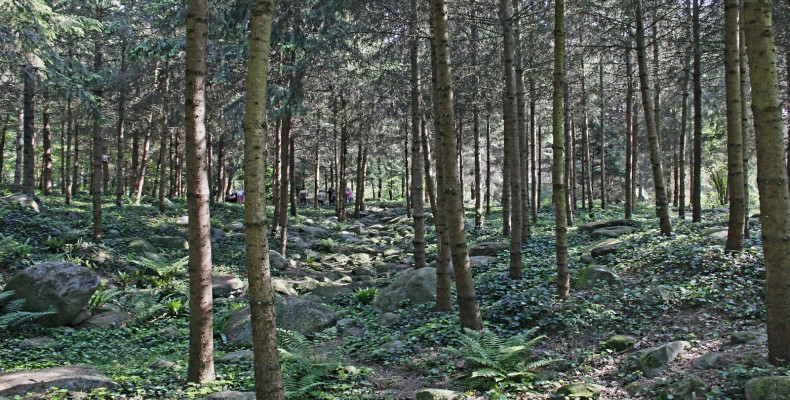 جنگل آبی و جنگل وُژ موزه آلبرت پاریس